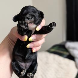 Nova - Black and white female Cockapoo puppy in Dayton, Ohio from L&L Cockapoos