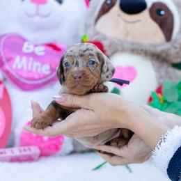 Roy - Chocolate and tan male Dachshund puppy in Fort Myers, Florida from Blossom Paws