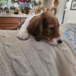 Prince Charles - Piebald male Dachshund puppy in Phoenix, Arizona from Arizona Desert Gold Dachshunds