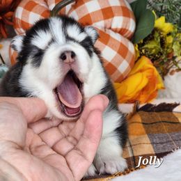 Jolly - Black and white male Pomsky puppy in Princeton, Minnesota from Bluebird House of Pomsky