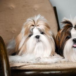 Poodles and Shih Tzus from Ganna Sultan