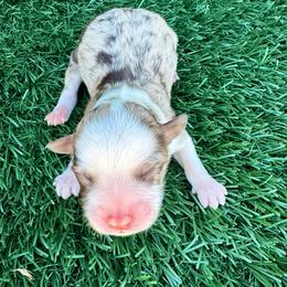 Susan - Red merle female Aussiedoodle puppy in Bakersfield, California from Annie's Aussies