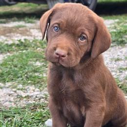 Chocolate male 4 (DARK BLUE COLLAR) - Chocolate male Labrador Retriever puppy in Clayton, Washington from Full House Ranch Labradors