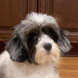 Bailey - Cavapoo