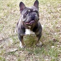 "Pacman" French Bulldog All Grown Up from YZC Frenchies at 4C Ranch