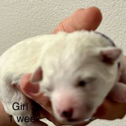 Bichon Frise Puppies from Sissy’s Heavenly Paws