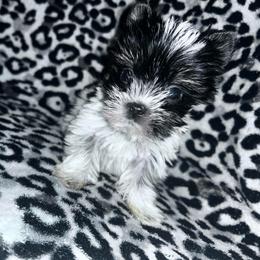 Boy 1 - Parti male Yorkshire Terrier puppy in Richland County, South Carolina from Nesha's Pawrific Tails