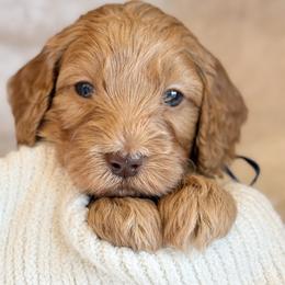 Tango - Red  male Goldendoodle puppy in Boise, Idaho from Goldendoodle Baby