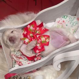 Girl 4 red - Wheaten female Miniature Schnauzer puppy in Sacramento, California from T & A Cali Schnauzer