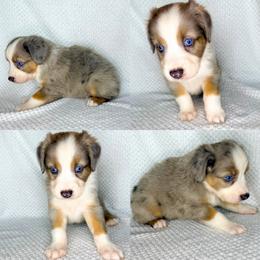 Minimal blue Merle male - Blue merle male Miniature Australian Shepherd puppy in Brooker, Florida from Honey, I Shrunk the Aussies