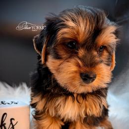 Standard Boy - Black and tan male Yorkshire Terrier puppy in Machesney Park, Illinois from Three Yorkie Family
