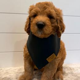 Brown Collar Boy - Red  male Goldendoodle puppy in San Augustine, Texas from Vintage Doodles