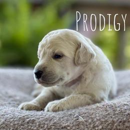 Muffin - Cream female Poodle puppy in Pella, Iowa from Prodigy Farms Therapy Dogs