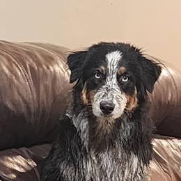 Australian Shepherd All Grown Up from Muckalee Lane Aussies