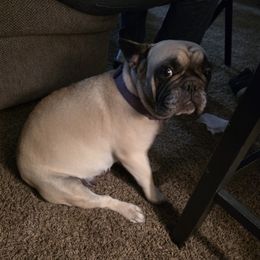 Luna - French Bulldog