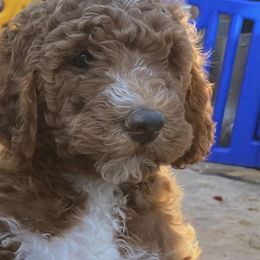 Girl 5 - Labradoodle puppy in Hawthorne, California from South Bay Doods
