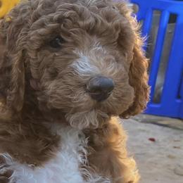 Girl 5 - Labradoodle puppy in Hawthorne, California from South Bay Doods