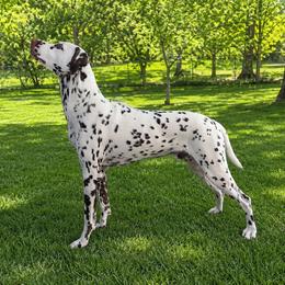 Max - Dalmatian