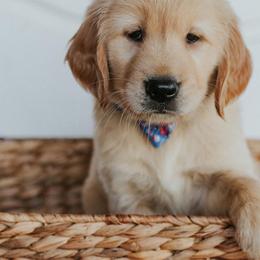Golden Retriever Puppies from Morgan’s Heart of Gold Retrievers