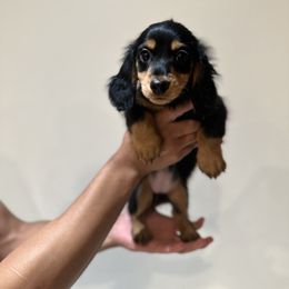 Star - Black and tan female Dachshund puppy in Goodyear, Arizona from D&C Royal Dachshunds