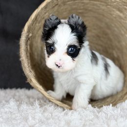 Shiloh - Liver male Yorkshire Terrier puppy in Hardin, Texas from Katrinas puppies