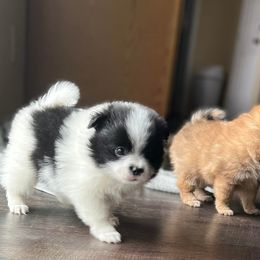 Pomeranian Puppies from Crosby Pom Squad