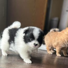 Pomeranian Puppies from Crosby Pom Squad