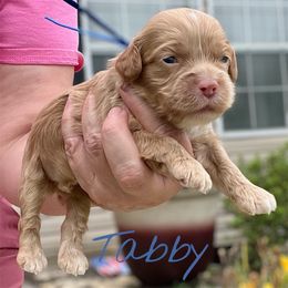 Tabby - Red male Cockapoo puppy in Mocksville, North Carolina from Little Bear Doodles
