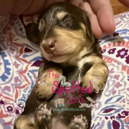Little Chocolate and cream gal - Chocolate and cream female Dachshund puppy in Mt. Pleasant, Texas from The Spotted Doxie