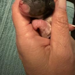 No 2 Girl - Black tan and white female Biewer Terrier puppy in Lebanon, Oregon from SD99Biewers