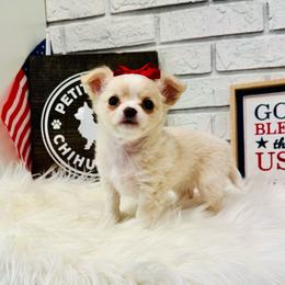 Pixie - Cream and white female Chihuahua puppy in Dayton, Ohio from Petite Pups Chihuahuas