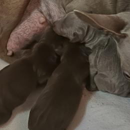 Boy 1 - Chocolate and rust male Miniature Pinscher puppy in Morrow, Ohio from Lucy’s Min Pin