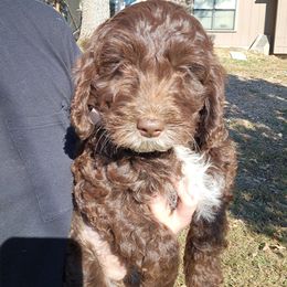 Bandit - Brown and white male Aussiedoodle puppy in Mena, Arkansas from Ouachita River Cockapoos