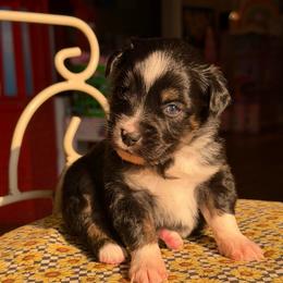 Aster - Black tri male Miniature Australian Shepherd puppy in Buchanan, Georgia from Stanleyville Farm Mini Aussies