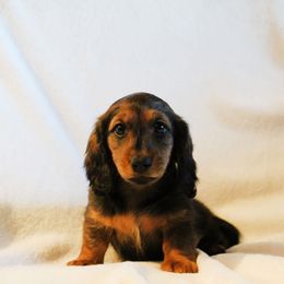Little Red Riding Hood - Sable female Dachshund puppy in Sterling, Colorado from Country Chics Doxies