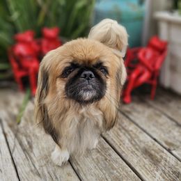 Ming - Pekingese