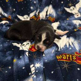 Girl 4 - Black tri female Miniature Australian Shepherd puppy in Murfreesboro, Tennessee from Skye’s Waggin’ Aussies