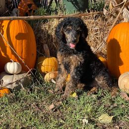 Poodles from Smith Lake Standard Poodles