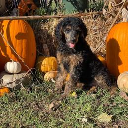 Poodles from Smith Lake Standard Poodles