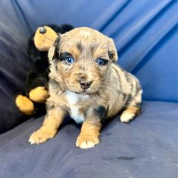 Bentley - Blue merle male Toy Australian Shepherd puppy in Medical Lake, Washington from MAS Gone Rogue