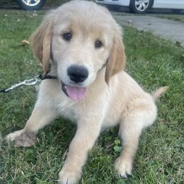 Yellow Girl - Golden female Golden Retriever puppy in Lynchburg, Virginia from Robinson Goldens