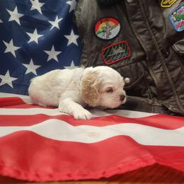 Theodore - Buff and white male Cocker Spaniel puppy in Syracuse, Utah from AKC Comfort Cocker Spaniels Emotional Support Dogs