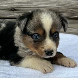 Boy 2 - Blue merle male Australian Shepherd puppy in Sunbright, Tennessee from Laudrick Aussies