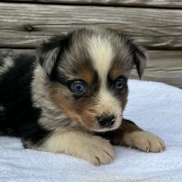 Boy 2 - Blue merle male Australian Shepherd puppy in Sunbright, Tennessee from Laudrick Aussies