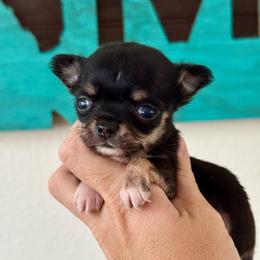 TINY Victor - Black and tan male Chihuahua puppy in Spring Hill, Florida from Stardom Chihuahuas & CKCS