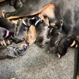 Gunner - Black and rust male Doberman Pinscher puppy in Boyd, Texas from Team Feem Breeders