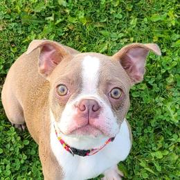 Skylar - Boston Terrier