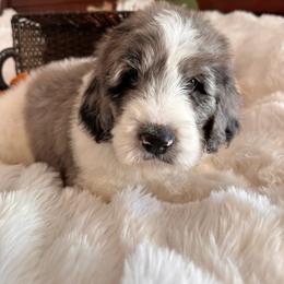 Key Lime - Merle male Goldendoodle puppy in Greensboro, Georgia from B’s Doodles