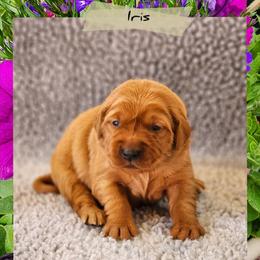 Iris - Dark golden female Golden Retriever puppy in Shelton, Washington from Kennedy Goldens