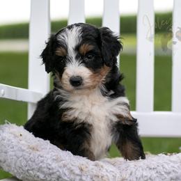 Diana Barry - Tri-color female Bernedoodle puppy in Eureka, Illinois from Joley Aire Family Dogs